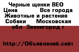 Черные щенки ВЕО › Цена ­ 5 000 - Все города Животные и растения » Собаки   . Московская обл.,Звенигород г.